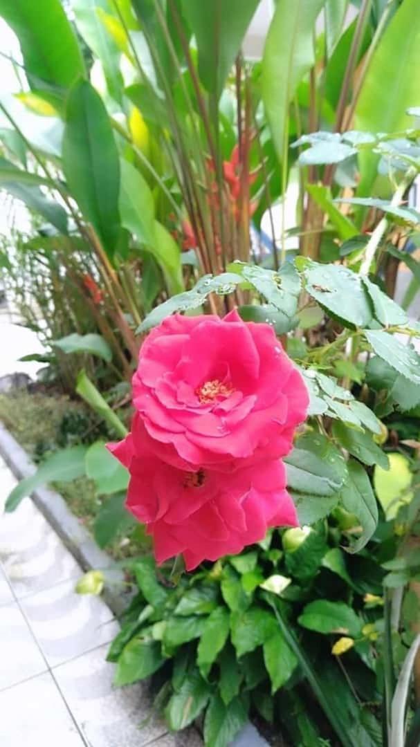 Pousada Vila Do Sonho ปาราตี ภายนอก รูปภาพ